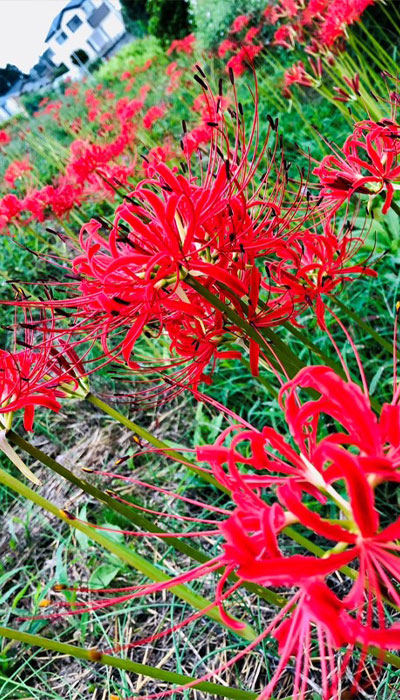 生活支援クラブ